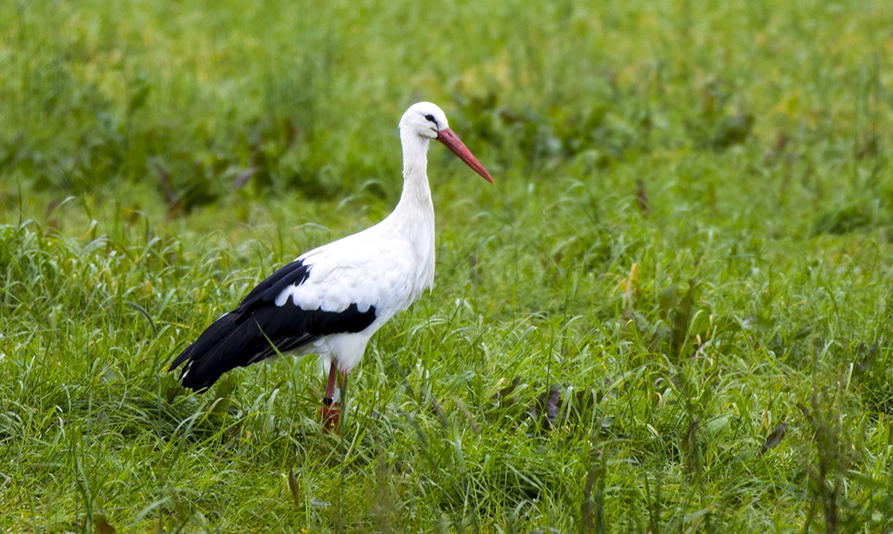 Stork